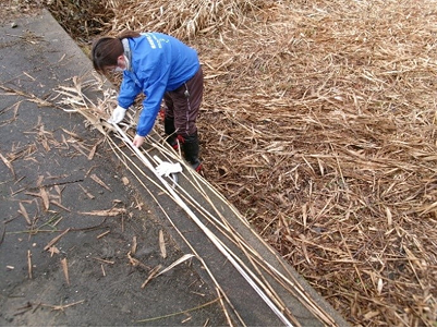 バイオマス調査による長さの測定（伊庭内湖・西の湖ともに実施）